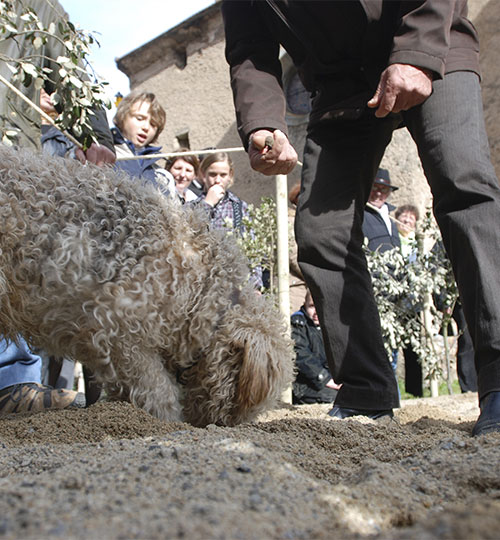 Journée truffes et patrimoine